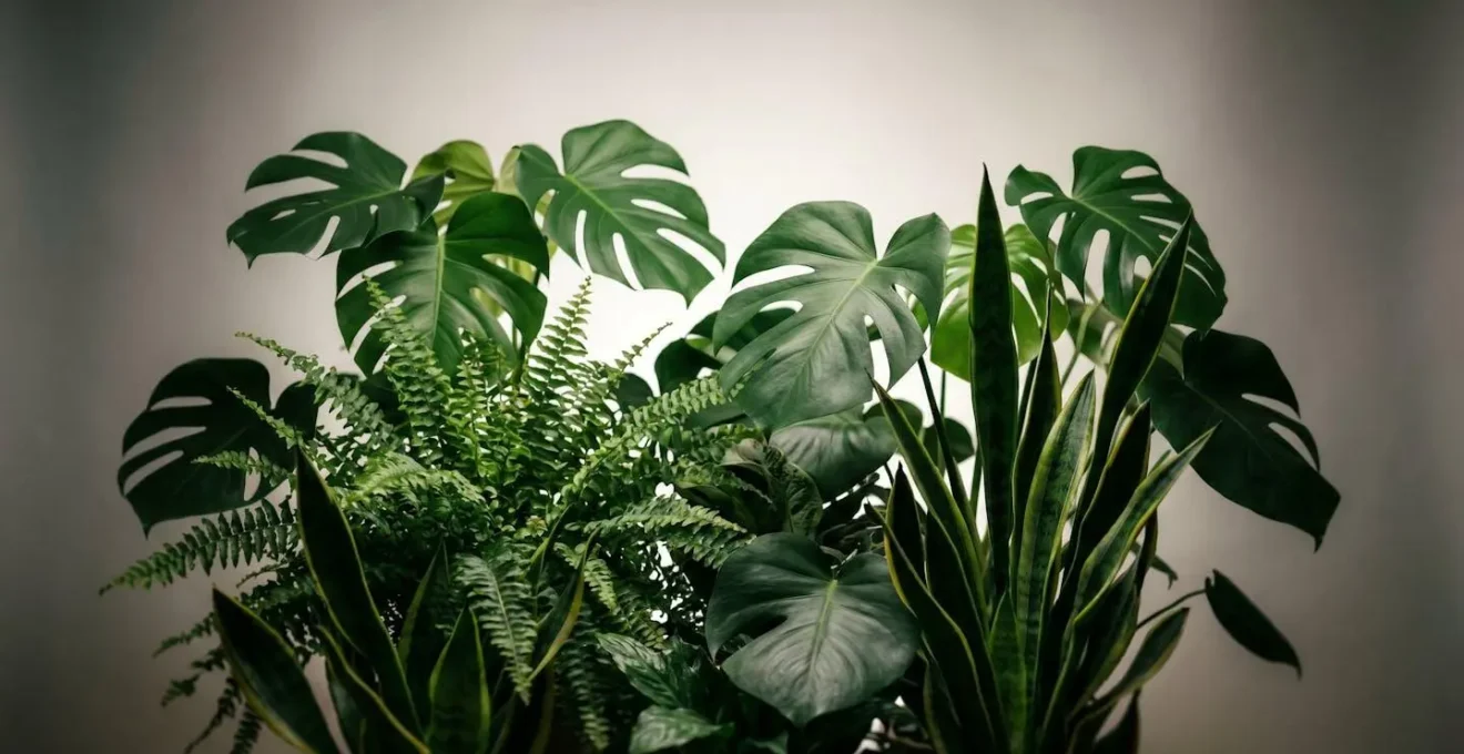 Intimate cluster of varied houseplants with contrasting textures, creating an enclosed refuge space in a flat.