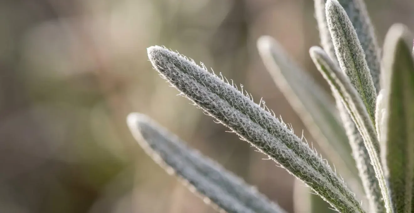 Extreme close-up of silvery lavender leaves showing fine protective hairs and moisture-trapping surface texture
