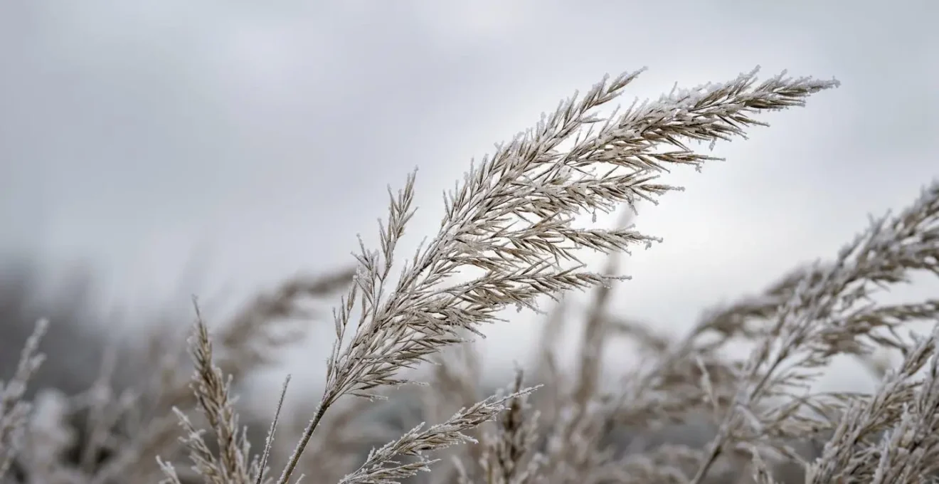 Close-up macro photograph of frost-kissed Calamagrostis Karl Foerster grass seed heads backlit against soft grey winter sky, showing silvery architectural texture visible from indoor sofa